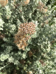 Plecostachys serpyllifolia