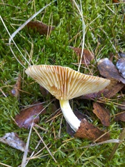 Hygrophorus hypothejus