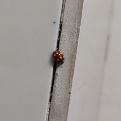 Coccinellinae
