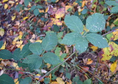 Rubus praecox