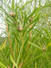 Leucadendron eucalyptifolium