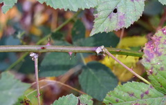 Rubus praecox