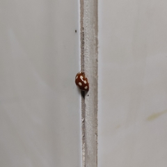 Coccinellinae
