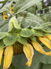 Scythris trivinctella