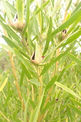 Leucadendron eucalyptifolium