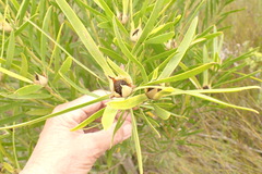 Leucadendron eucalyptifolium