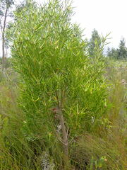 Leucadendron eucalyptifolium
