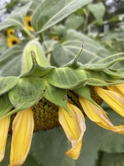 Scythris trivinctella