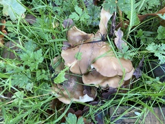 Lyophyllum decastes