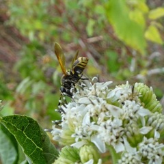Hoplitimyia mutabilis