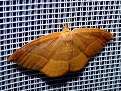 Watsonalla cultraria