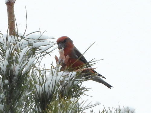 Parrot Crossbill (Loxia pytyopsittacus), photo 8