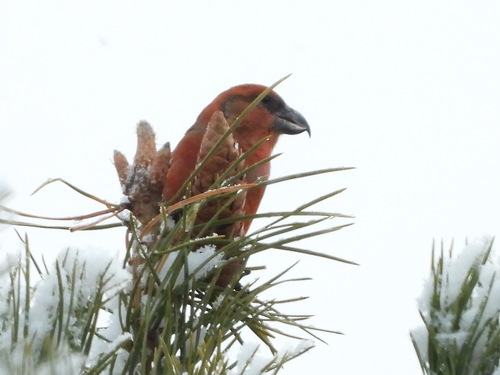 Parrot Crossbill (Loxia pytyopsittacus), photo 5