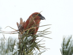 Loxia pytyopsittacus