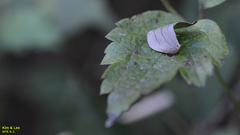 Pseudalbara parvula