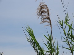 Phragmites mauritianus