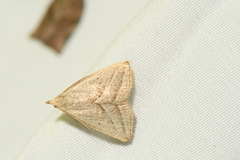 Macrochilo absorptalis