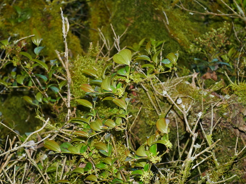 Smilax discotis, photograph 5