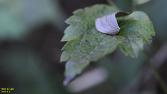 Pseudalbara parvula