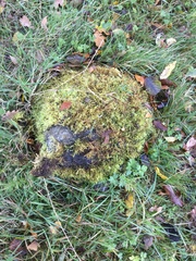 Calliergonella cuspidata