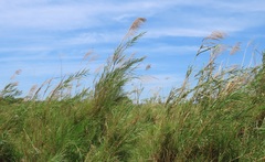 Phragmites mauritianus