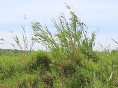 Phragmites mauritianus