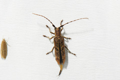 Saperda obliqua