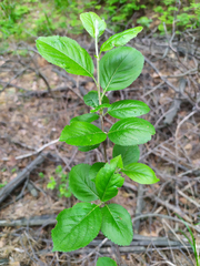 Aronia mitschurinii