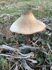 Macrolepiota mastoidea