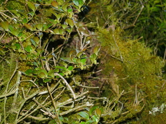 © Jacy Chen, some rights reserved (CC-BY)