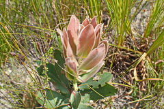 Protea aurea aurea