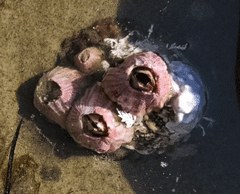 Paraconcavus pacificus