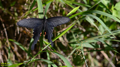 Papilio macilentus