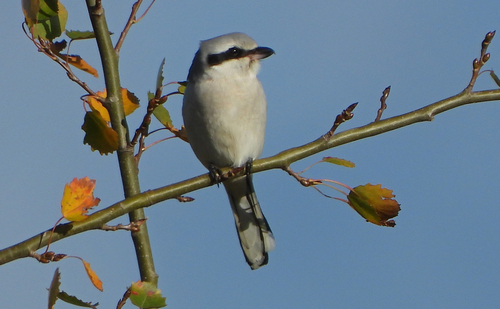 Alcaudón norteño (Lanius excubitor)