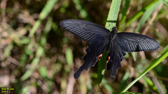 Papilio macilentus