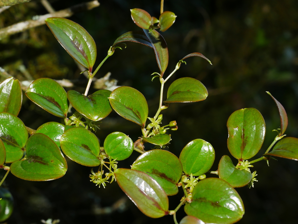Smilax discotis (Smilax discotis)