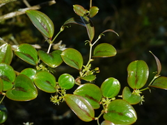 © Jacy Chen, some rights reserved (CC-BY)