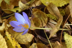 Crocus speciosus