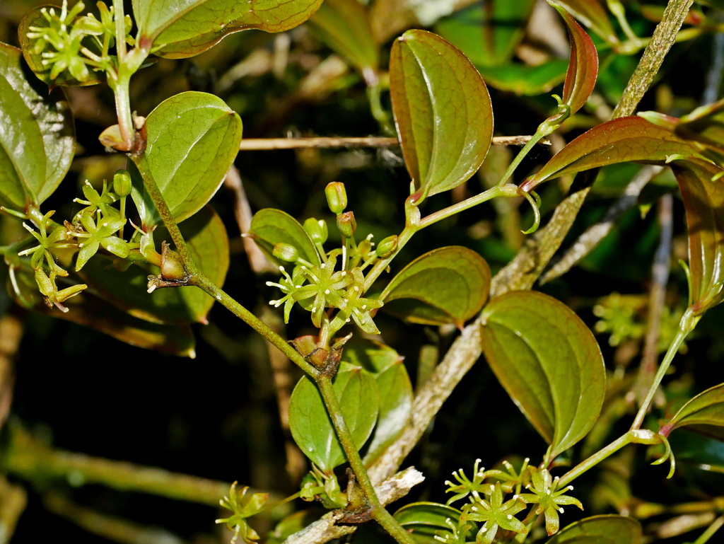 Smilax discotis