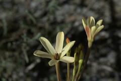 Ixia paniculata