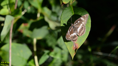 Limenitis doerriesi