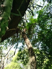 Lepismium cruciforme