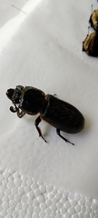 Passalus