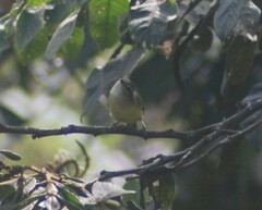 Vireo leucophrys