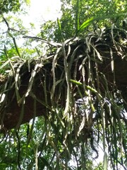 Lepismium cruciforme