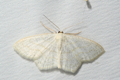 Scopula junctaria