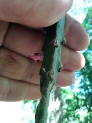 Lepismium cruciforme
