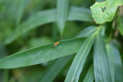 Chyromyidae