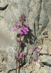 Stachys pannosa