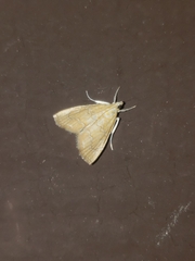 Glaphyria glaphyralis